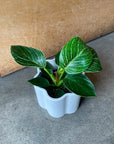 Philodendron 'Birkin' フィロデンドロン バーキン