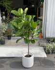 Fiddle Leaf Fig フィドル リーフ フィグ (カシワバゴムノキ)