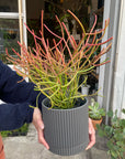 Euphorbia Tirucalli ‘Sticks on Fire’ ユーフォルビア ミルクブッシュ 'スティック オン ファイヤー'
