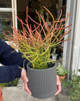Euphorbia Tirucalli ‘Sticks on Fire’ ユーフォルビア ミルクブッシュ 'スティック オン ファイヤー'
