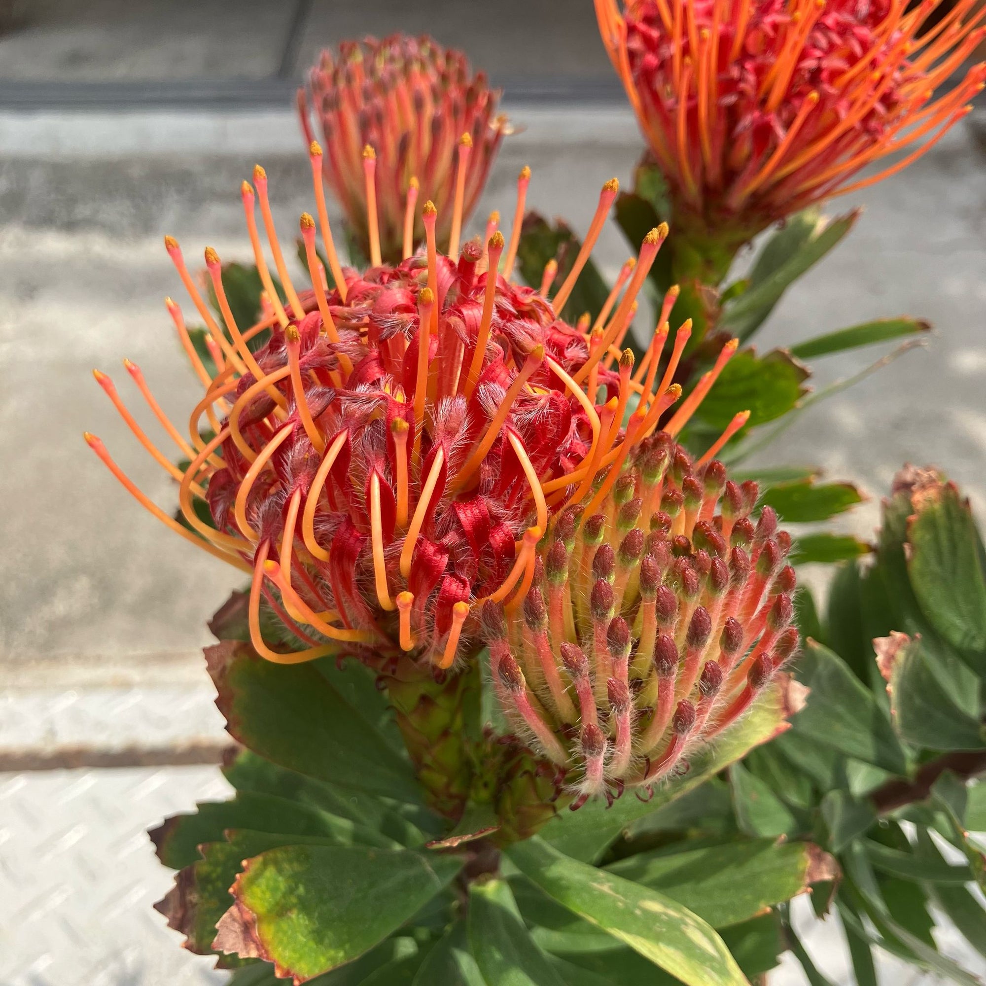 Leucospermum carnival red リューコスペルマム カーニバルレッド