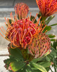 Leucospermum carnival red リューコスペルマム カーニバルレッド