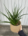 Snake Plant サンスベリア ファーンウッド