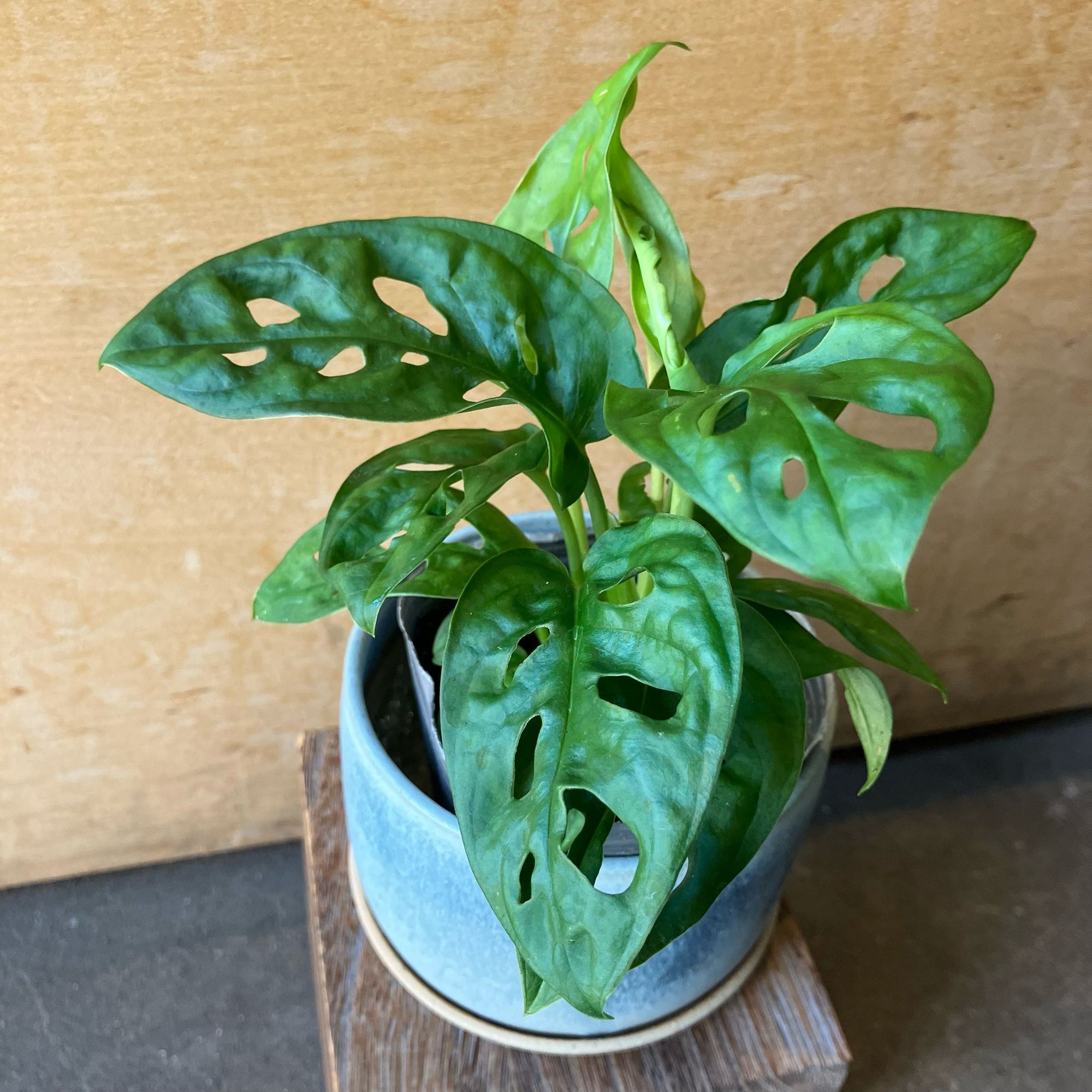 Swiss Cheese Plant ( Monstera friedrichsthalii) スイスチーズプラント(マドカズラ)