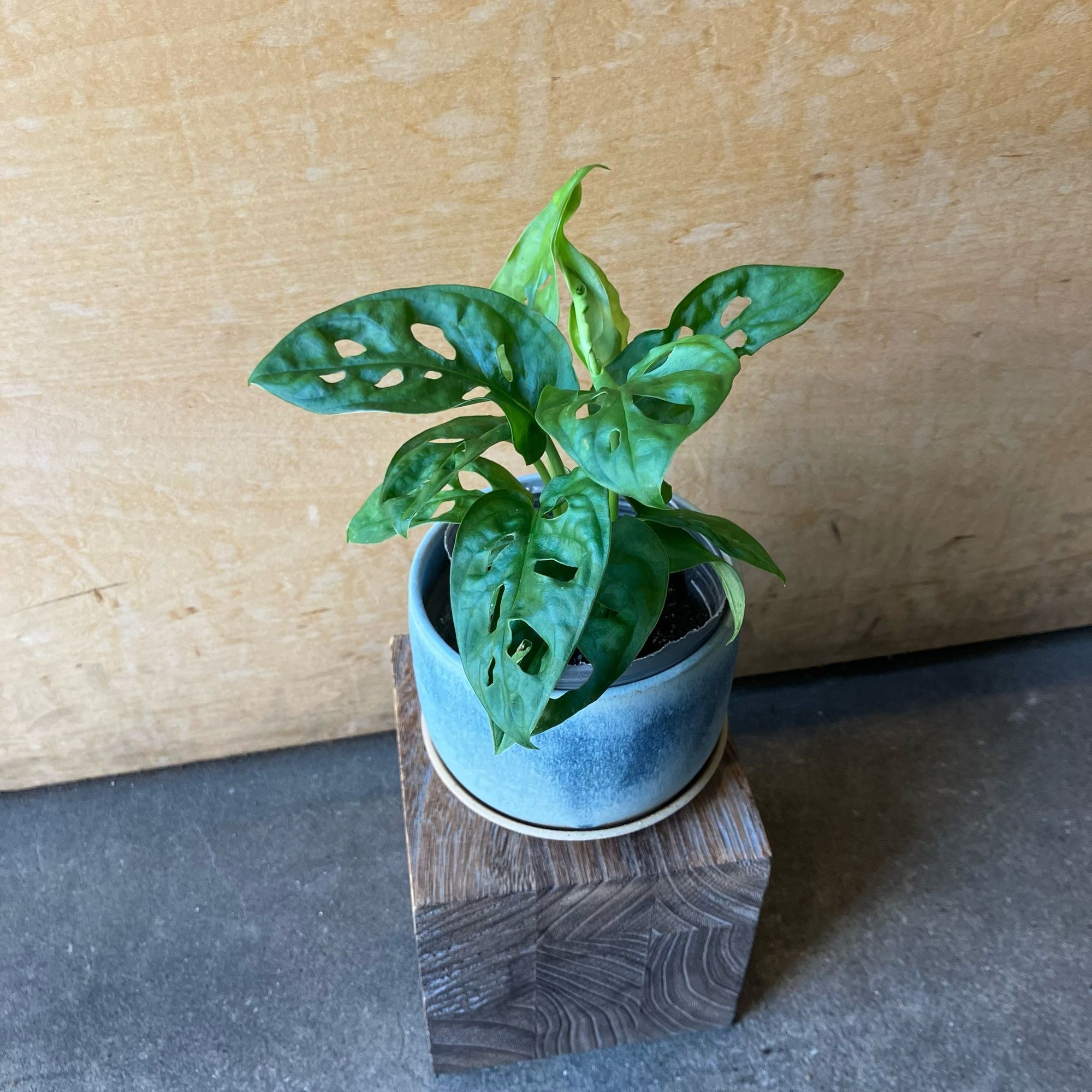 Swiss Cheese Plant ( Monstera friedrichsthalii) スイスチーズプラント(マドカズラ)