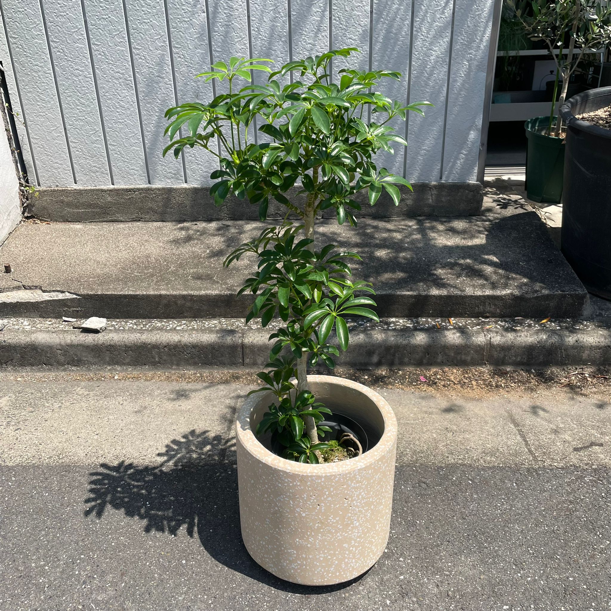 Dwarf Umbrella Tree Assort シェフレラ I インドアプランツ I
