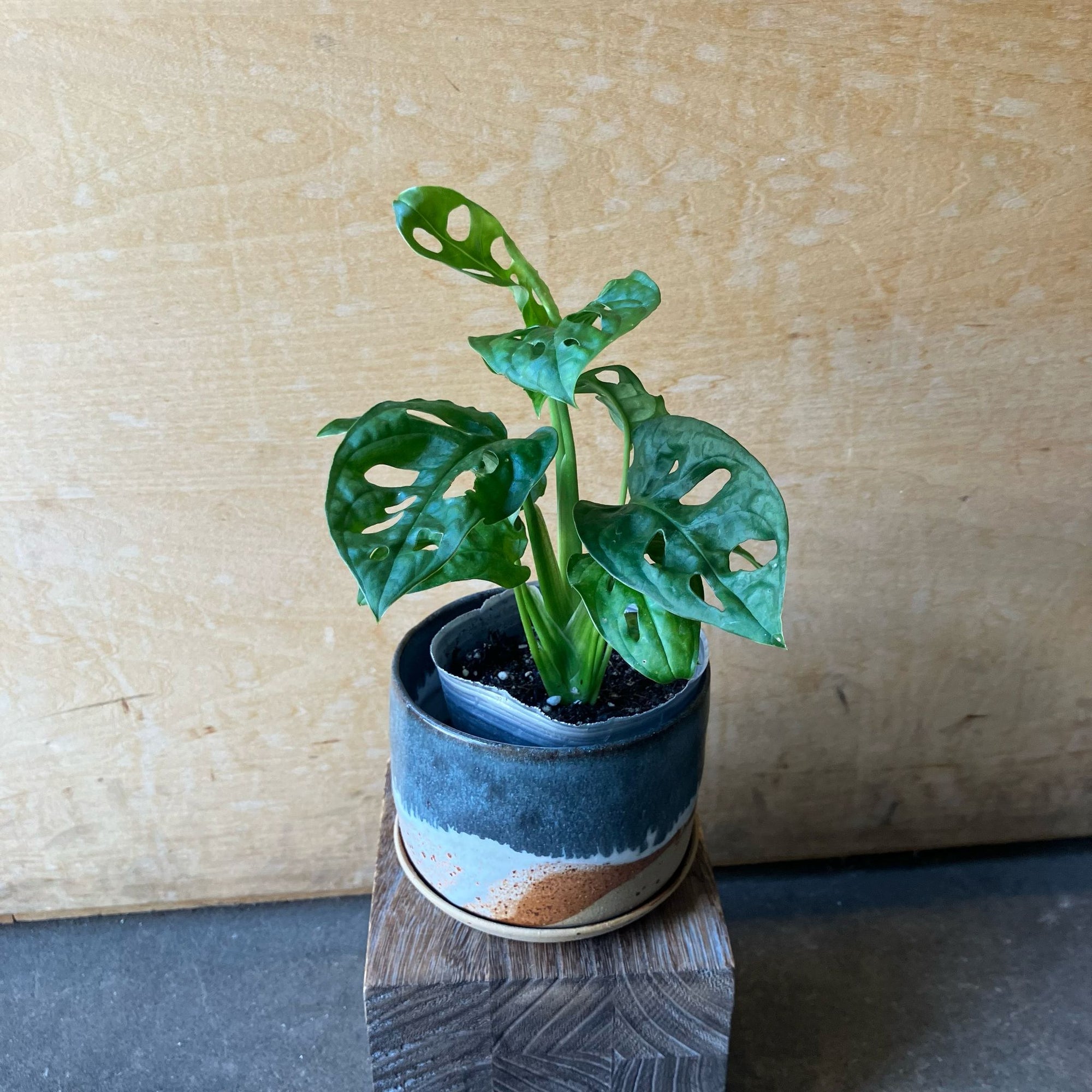 Swiss Cheese Plant ( Monstera friedrichsthalii) スイスチーズプラント(マドカズラ)