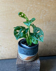 Swiss Cheese Plant ( Monstera friedrichsthalii) スイスチーズプラント(マドカズラ)