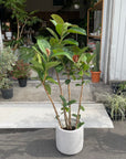 Ficus Sofia フィカス ソフィア