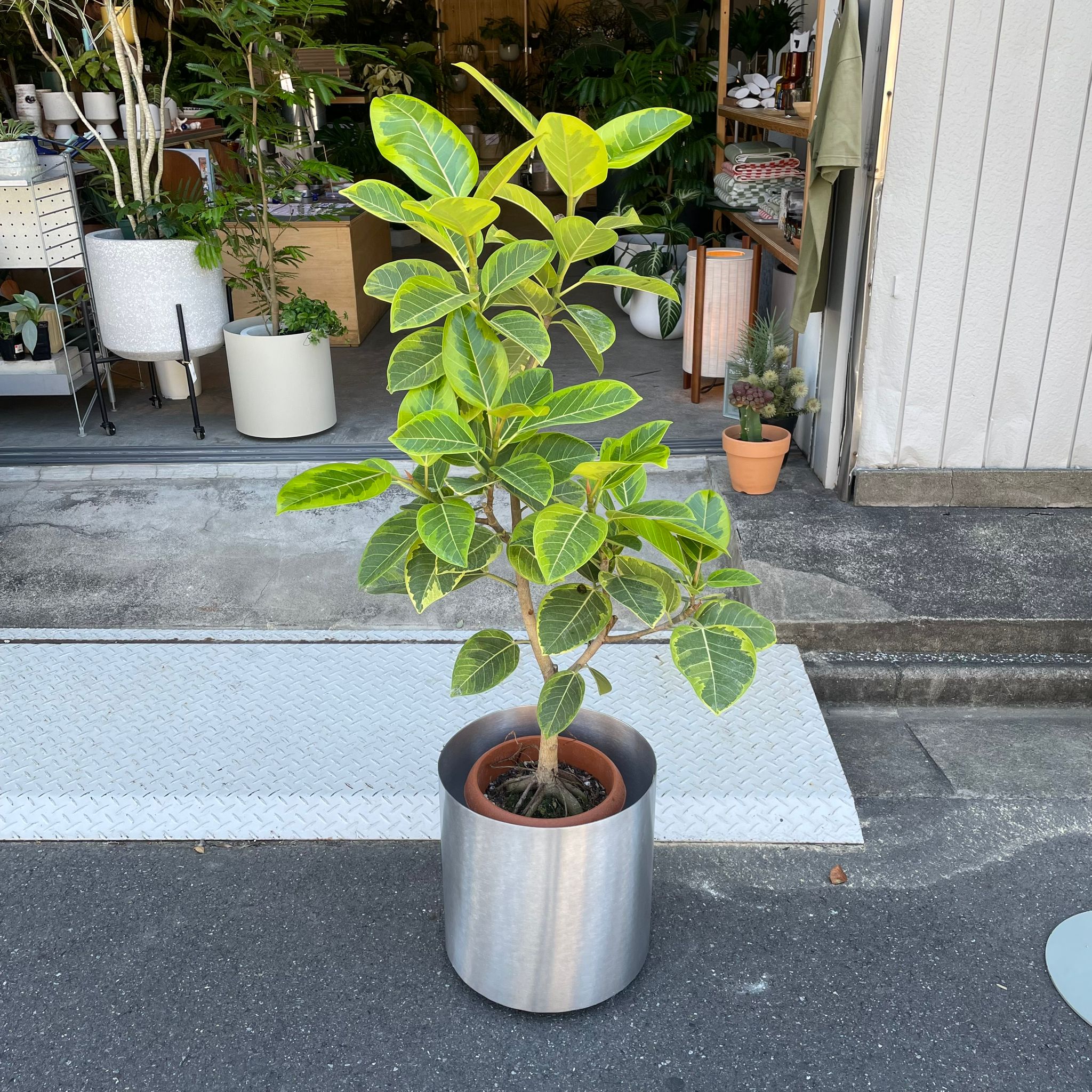 フィカス アルテシマ I インドアプランツ I プラントソサエティ
