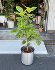 Ficus Altissima フィカス アルテシマ