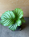 Peacock Plant (Calathea orbifolia) カラテア オルビフォリア