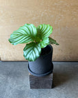 Peacock Plant (Calathea orbifolia) カラテア オルビフォリア