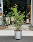 Ficus benjamina barok フィカス ベンジャミン バロック シタシオン