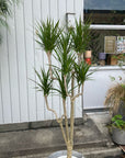 Dragon Tree ドラセナ コンシンネ