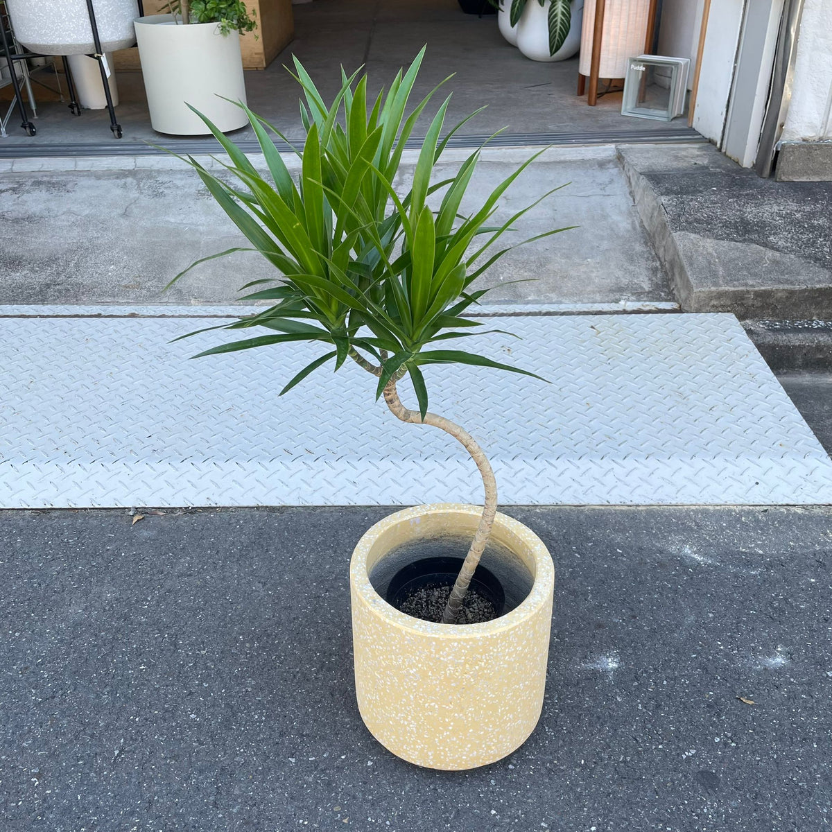 ドラセナ ナビー I インドアプランツ I プラントソサエティトーキョー