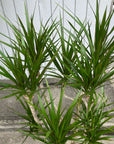 Dragon Tree ドラセナ コンシンネ