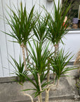 Dragon Tree ドラセナ コンシンネ
