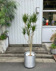 Dragon Tree ドラセナ コンシンネ
