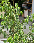 Ficus benjamina barok フィカス ベンジャミン バロック シタシオン