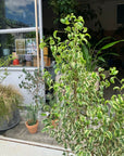 Ficus benjamina barok フィカス ベンジャミン バロック シタシオン