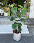 Ficus umbellata フィカス ウンベラータ