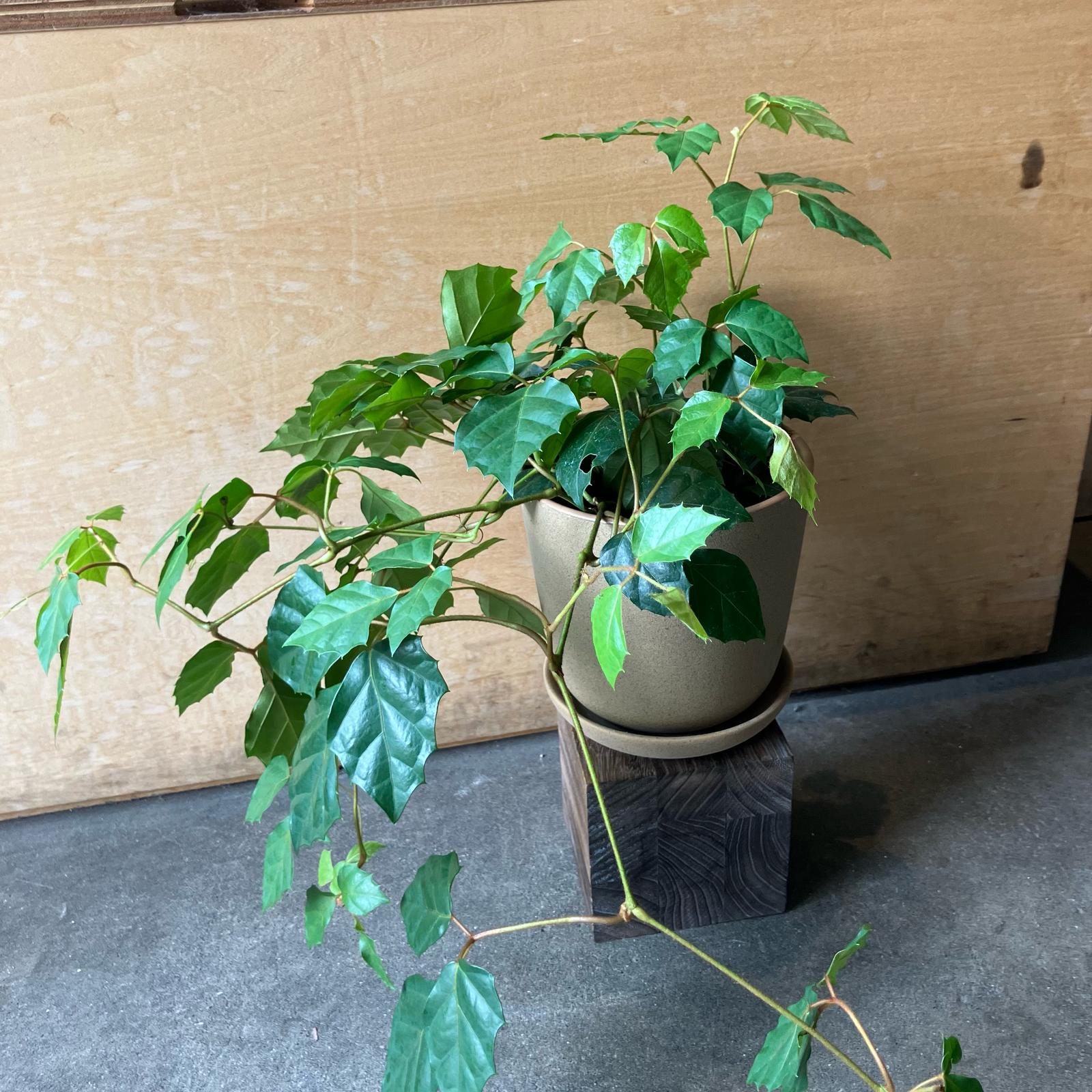 グレープアイビー I インドアプランツ I プラントソサエティトーキョー