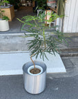 Schefflera elegantissima アラレヤ