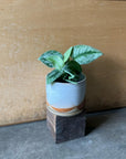 Satin Pothos スキンダプサス トレビー