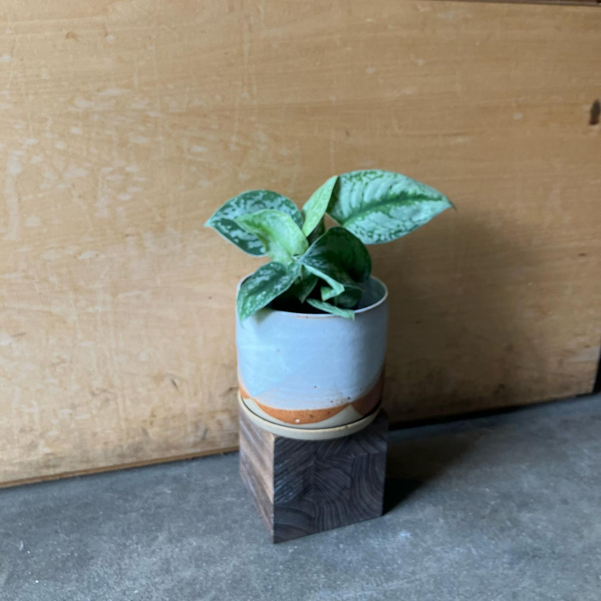 サテンポトス［スキンダプサス］ I インドアプランツ I プラント