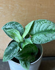 Satin Pothos スキンダプサス トレビー