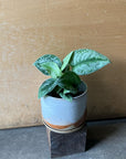 Satin Pothos スキンダプサス トレビー