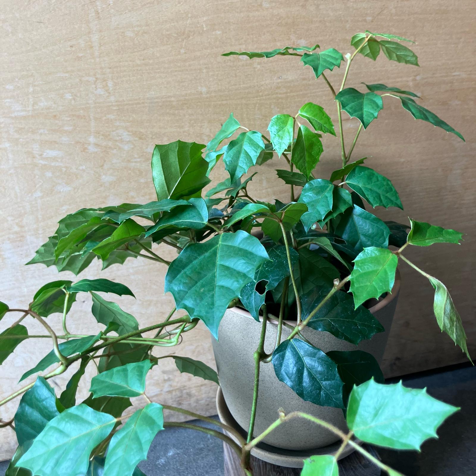 グレープアイビー I インドアプランツ I プラントソサエティトーキョー