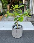 Ficus Altissima フィカス アルテシマ