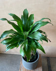 Dracaena Compacta ドラセナコンパクタ