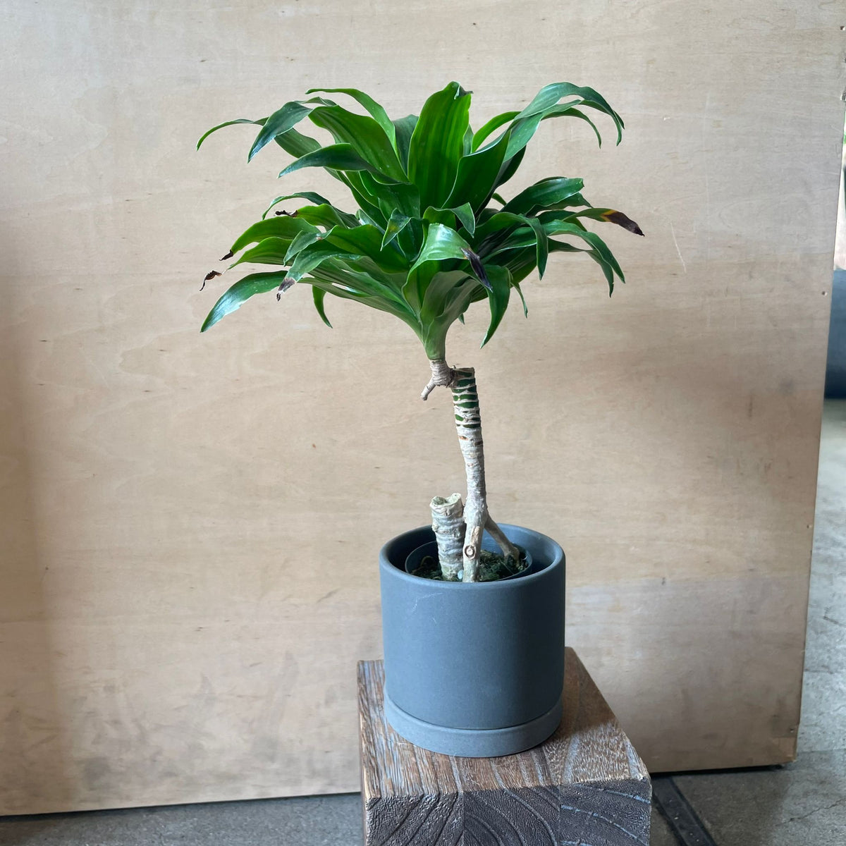 Dracaena Compacta ドラセナコンパクタ I インドアプランツ I プラント