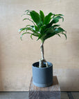 Dracaena Compacta ドラセナコンパクタ