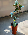 Ficus elastica 'tineke' フィカス・ティネケ