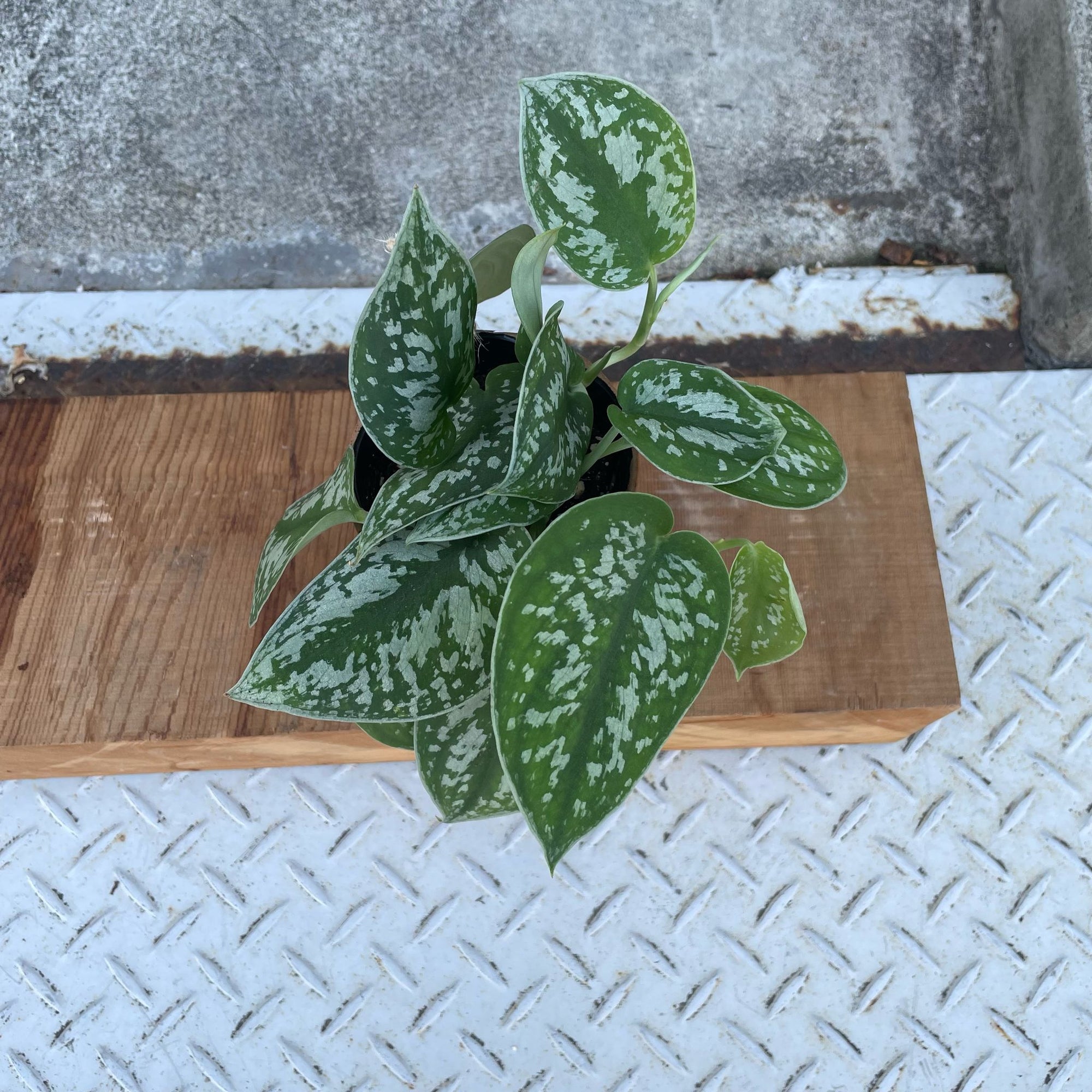 Satin Pothos スキンダプサス アルギラウス