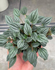 Peperomia Napoli Nights ペペロミア・ナポリナイツ Size 3