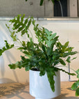 Blue star fern フレボディウム ・ブルースター