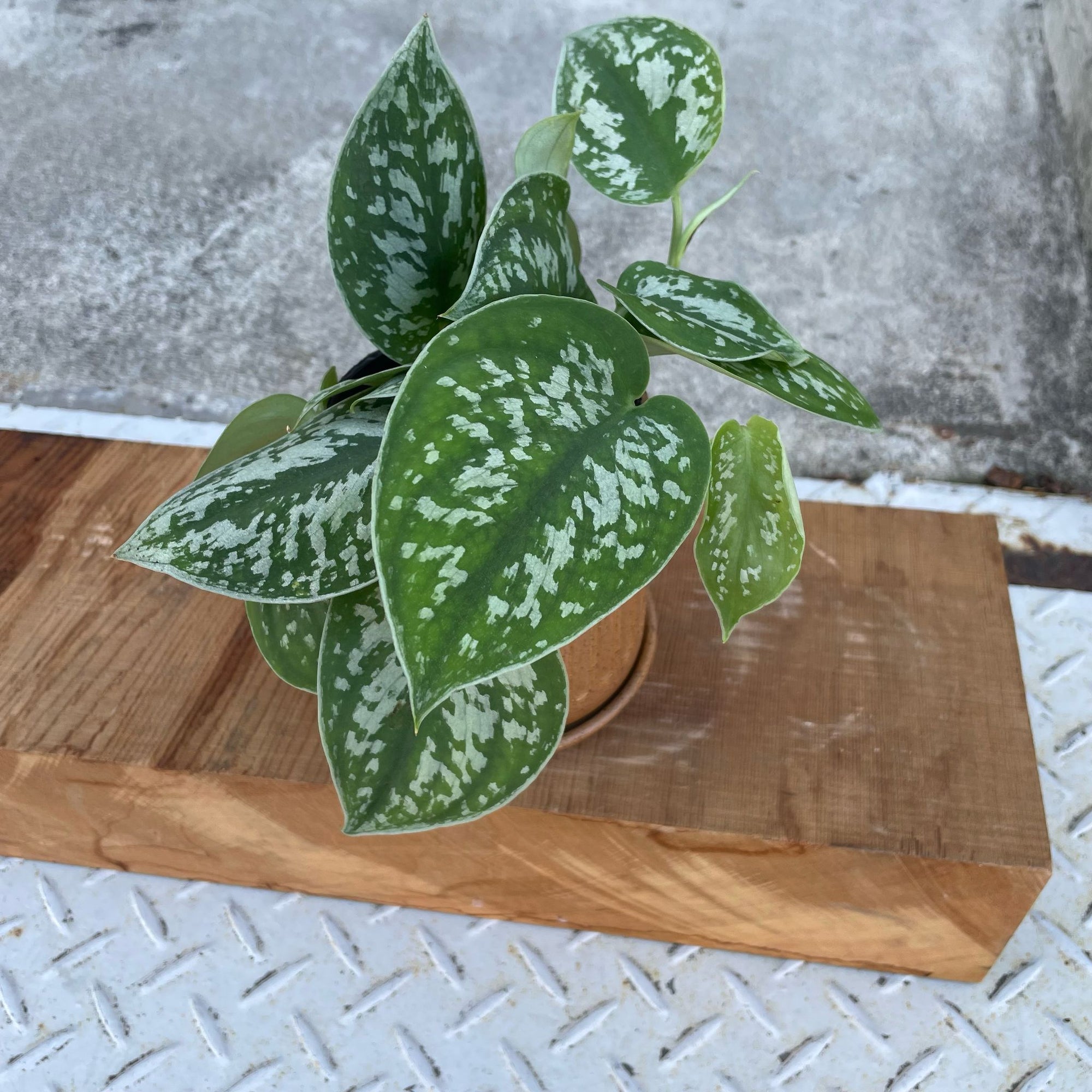 Satin Pothos スキンダプサス アルギラウス