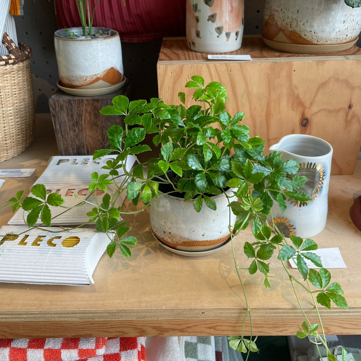 シュガーバイン I インドアプランツ I プラントソサエティトーキョー
