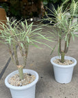 Kleinia Neriifolia クレイニア・ネリイフォリア