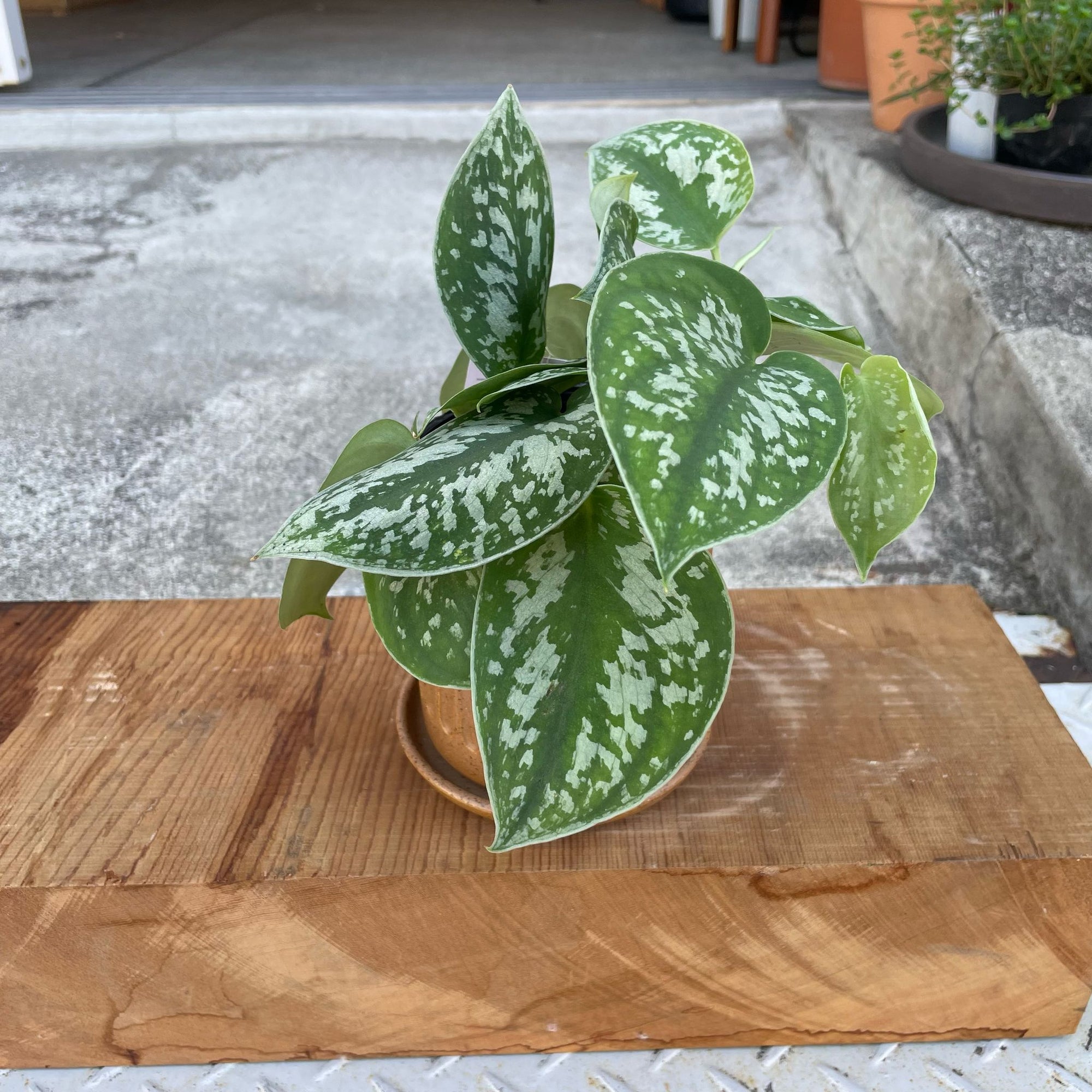 Satin Pothos スキンダプサス アルギラウス