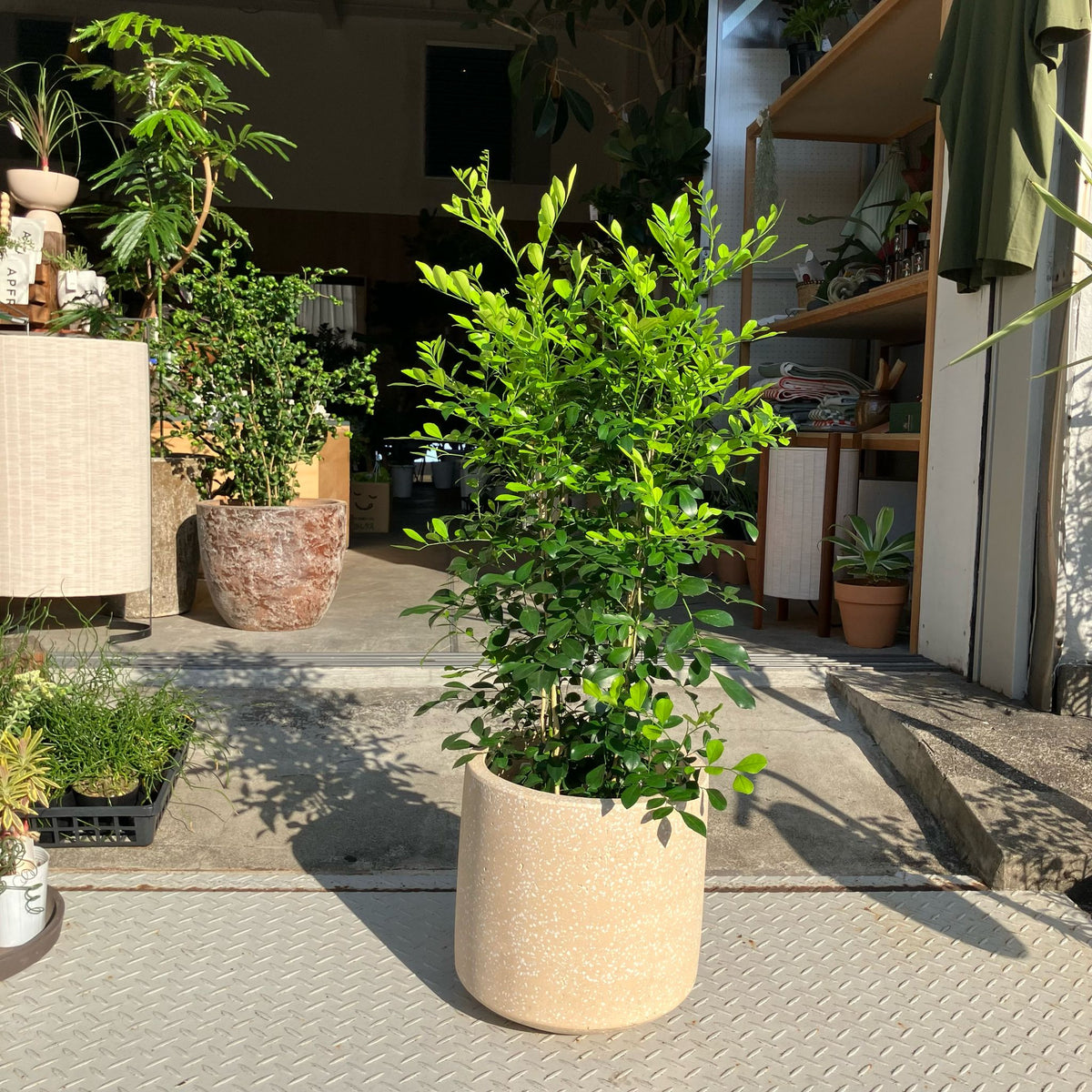 The_Plant_Society_3_8ed7ea3d-