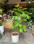 Ever Fresh Tree エバーフレッシュ