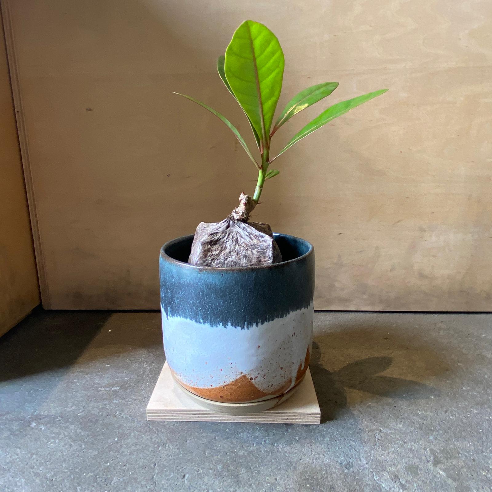 Burling Tonia バーリング トニア