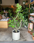 Ficus Audrey (Ficus benghalensis) フィカス ベンガレンシス