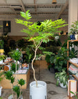 Ever Fresh Tree エバーフレッシュ